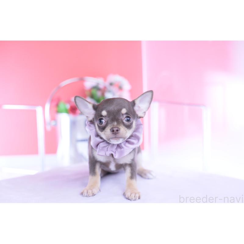 成約済の愛知県のチワワ(スムースコート)-434577の8枚目
