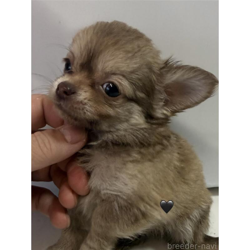 販売中の愛知県のチワワ(ロングコート)-436861