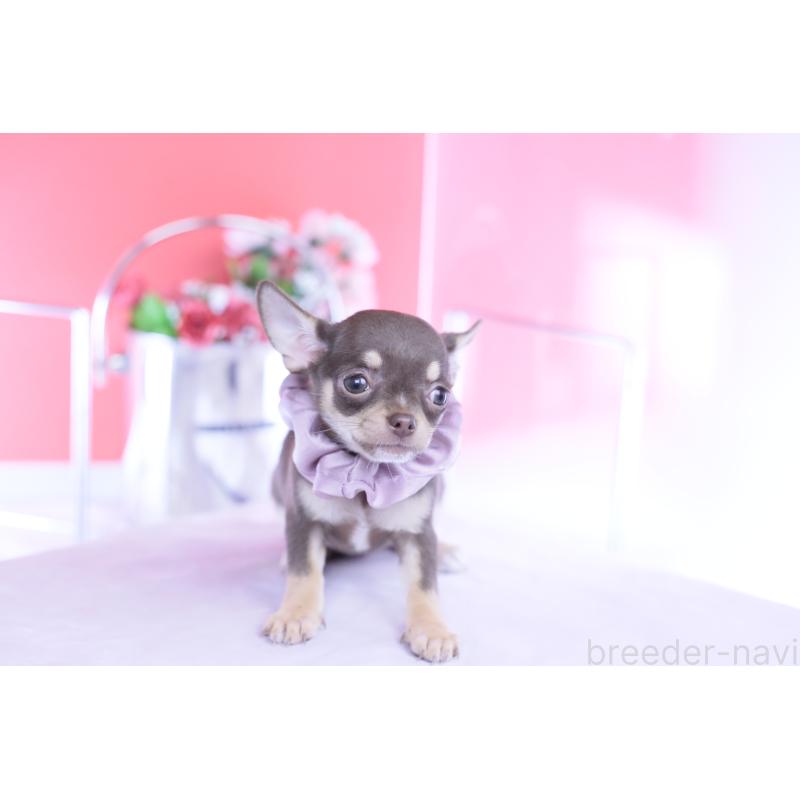 成約済の愛知県のチワワ(スムースコート)-434577の7枚目