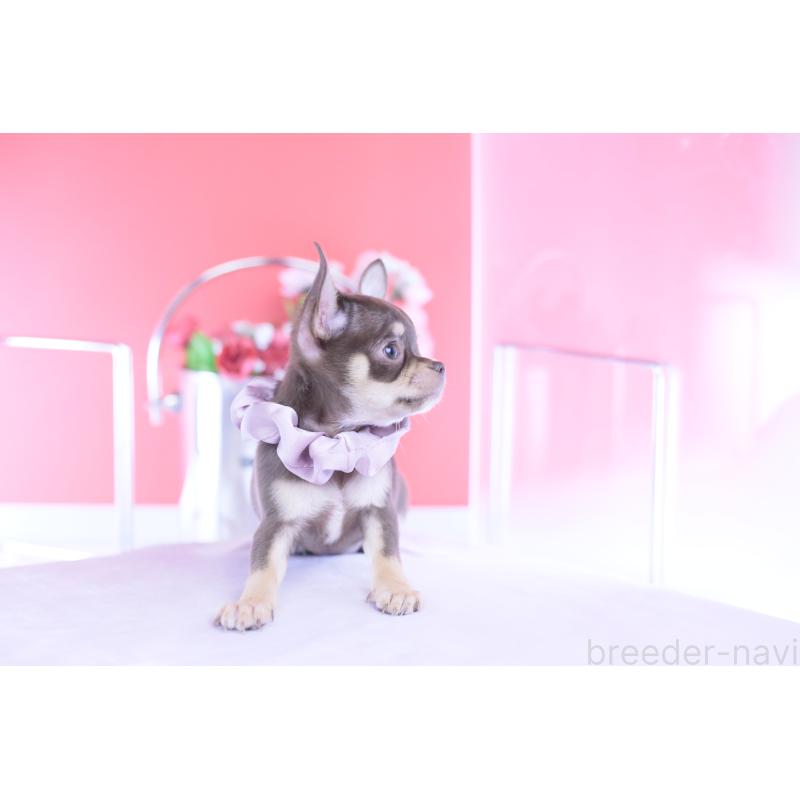 成約済の愛知県のチワワ(スムースコート)-434577の5枚目