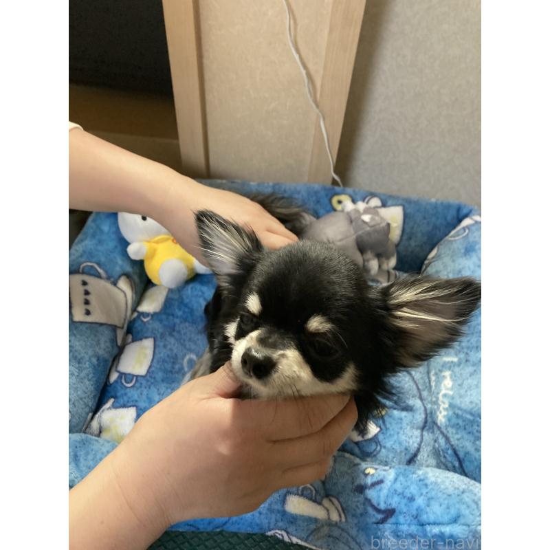 成約済の千葉県のチワワ(ロングコート)-408890の9枚目