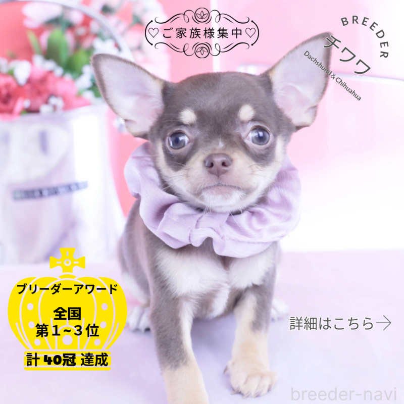 販売中の愛知県のチワワ(スムースコート)-434577