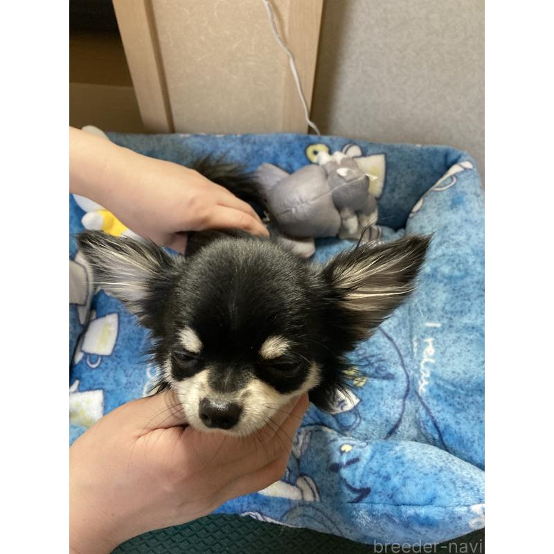 成約済の千葉県のチワワ(ロングコート)-408890の8枚目