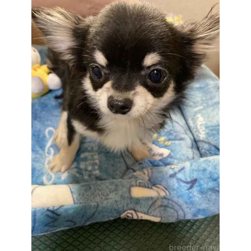 成約済の千葉県のチワワ(ロングコート)-408890の7枚目