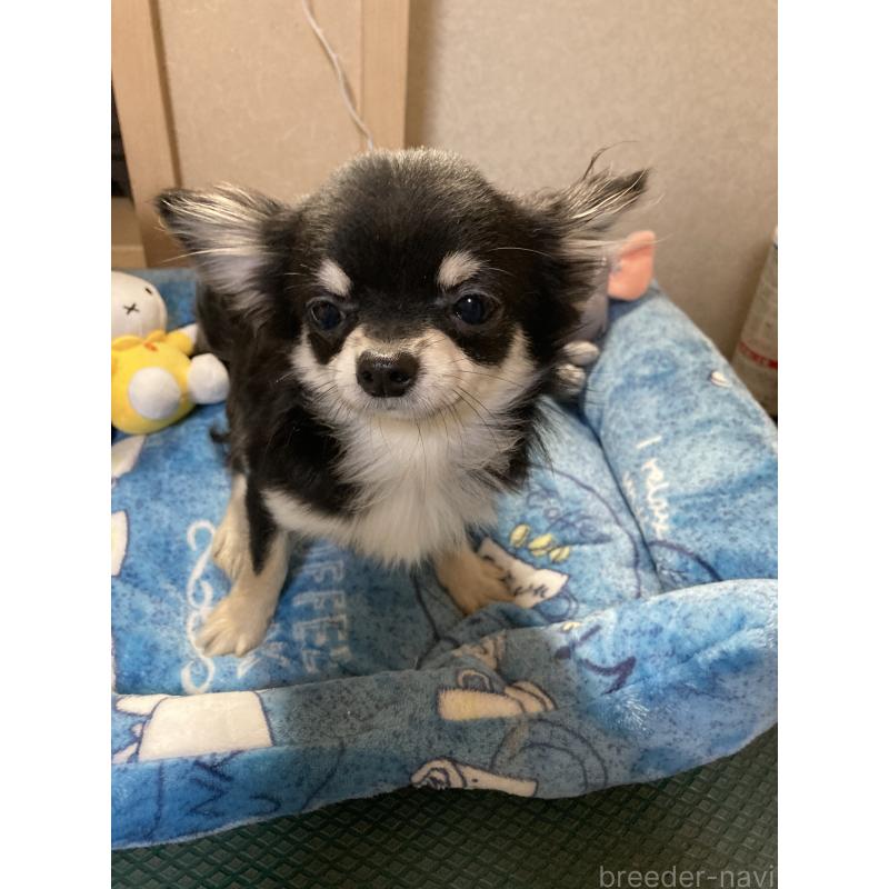 成約済の千葉県のチワワ(ロングコート)-408890の6枚目