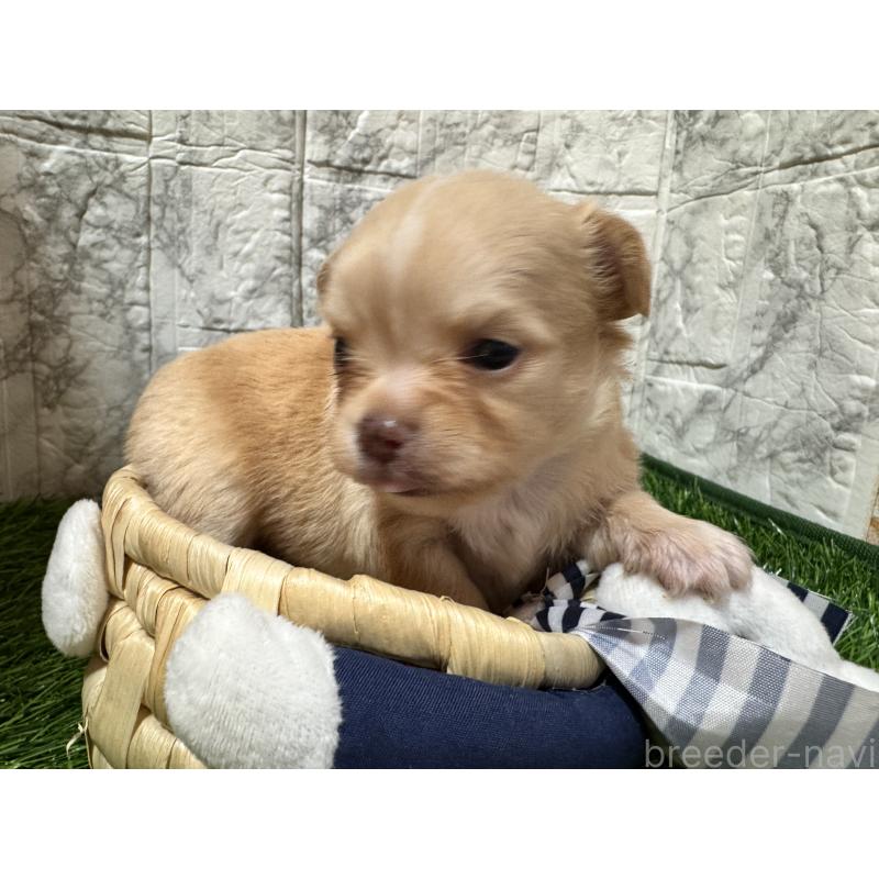 販売中の茨城県のチワワ(ロングコート)-438464の4枚目