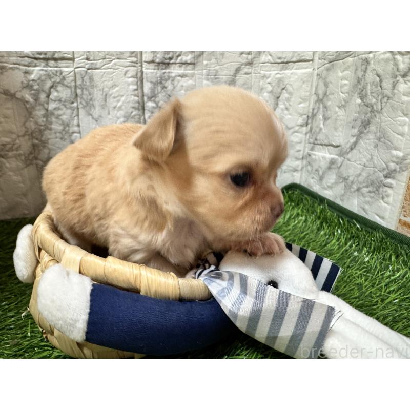 販売中の茨城県のチワワ(ロングコート)-438464の3枚目