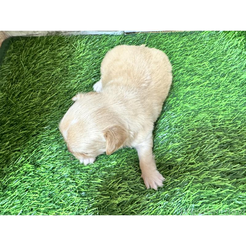 販売中の茨城県のチワワ(ロングコート)-438464の2枚目