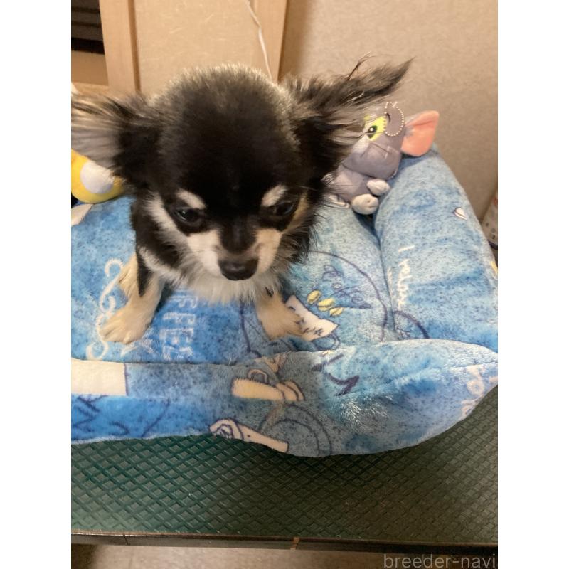 成約済の千葉県のチワワ(ロングコート)-408890の4枚目