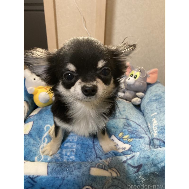 成約済の千葉県のチワワ(ロングコート)-408890の2枚目