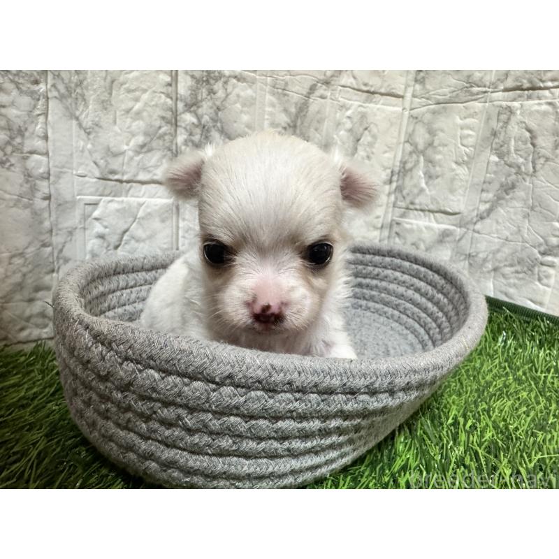 販売中の茨城県のチワワ(ロングコート)-438465の4枚目