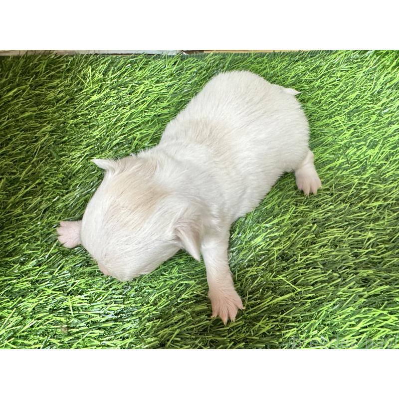 販売中の茨城県のチワワ(ロングコート)-438465の2枚目