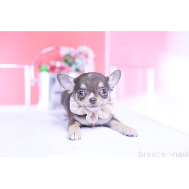 販売中の愛知県のチワワ(スムースコート)-434579の15枚目