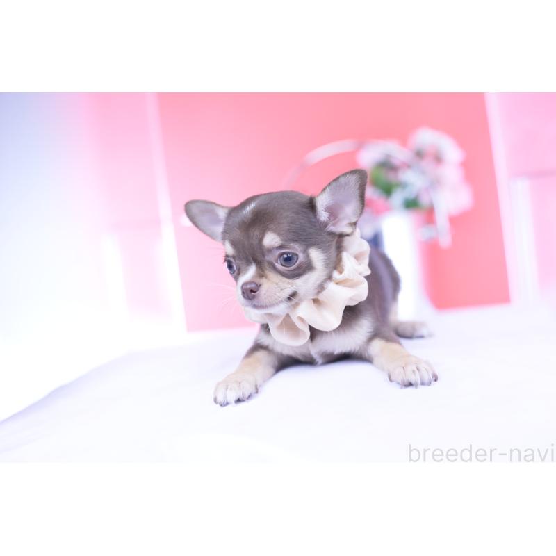 販売中の愛知県のチワワ(スムースコート)-434579の14枚目