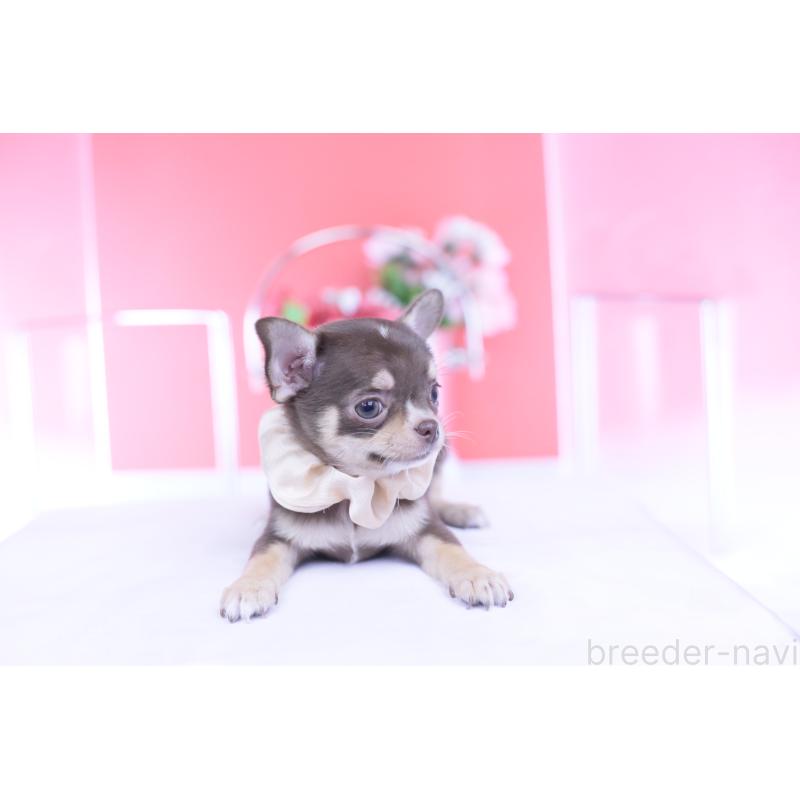 販売中の愛知県のチワワ(スムースコート)-434579の13枚目