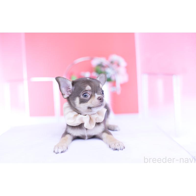 販売中の愛知県のチワワ(スムースコート)-434579の12枚目