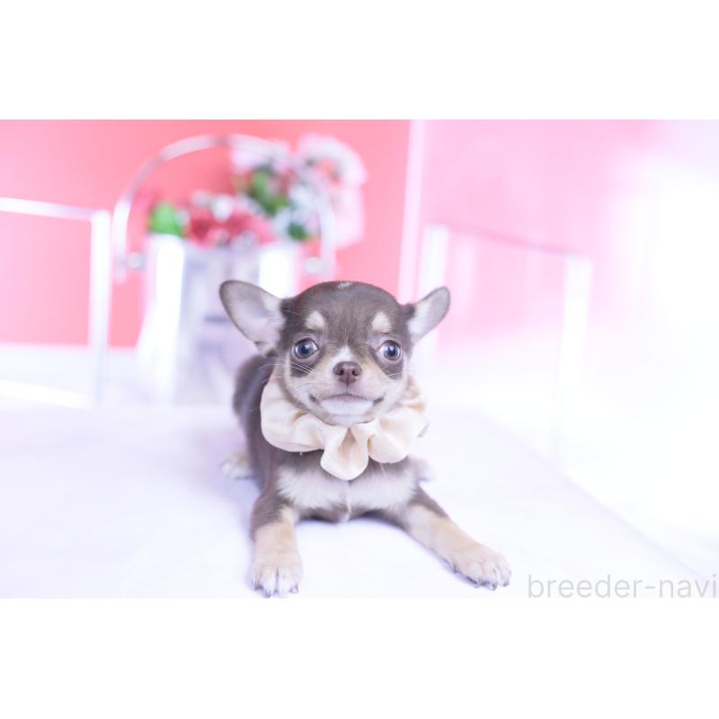 販売中の愛知県のチワワ(スムースコート)-434579の10枚目