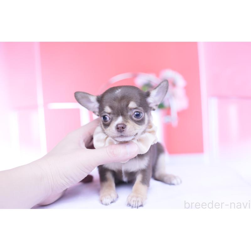 販売中の愛知県のチワワ(スムースコート)-434579の9枚目