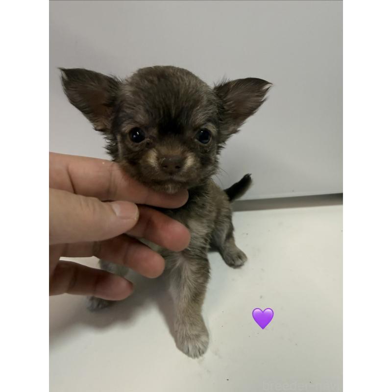 成約済の愛知県のチワワ(ロングコート)-436862の9枚目