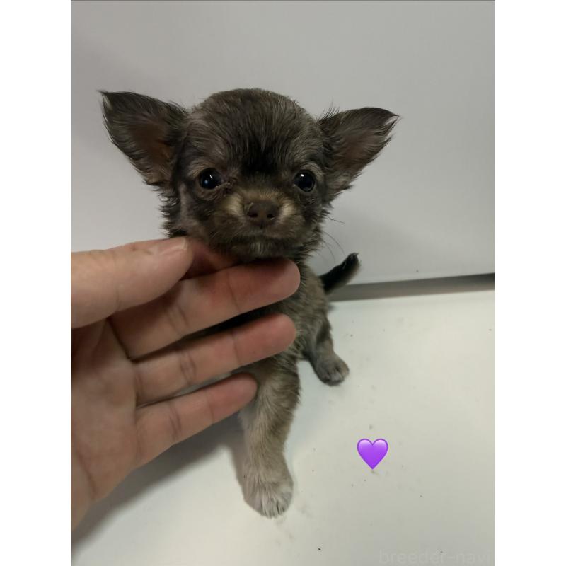 販売中の愛知県のチワワ(ロングコート)-436862