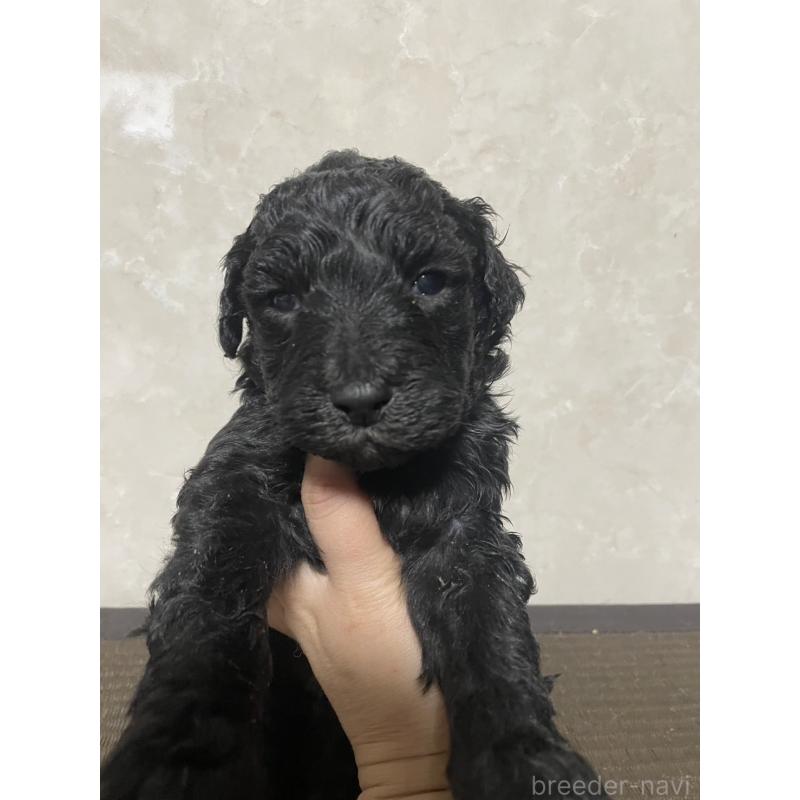 販売中の東京都のゴールデンドゥードル:ゴールデンレトリーバー×プードル-438466の4枚目