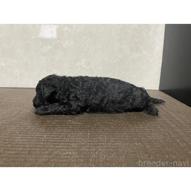 販売中の東京都のゴールデンドゥードル:ゴールデンレトリーバー×プードル-438466の3枚目