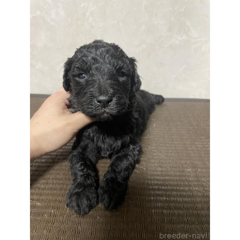 販売中の東京都のゴールデンドゥードル:ゴールデンレトリーバー×プードル-438466の2枚目