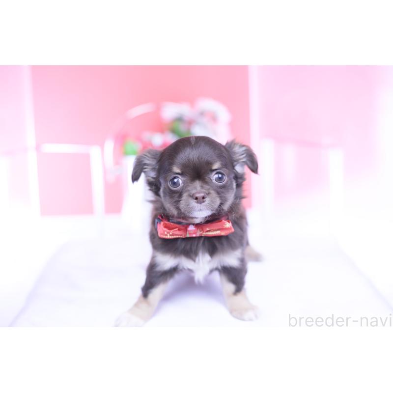 販売中の愛知県のチワワ(ロングコート)-433734の15枚目