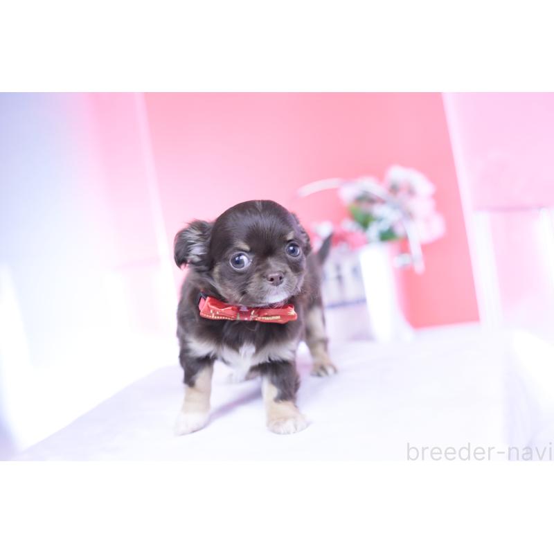 販売中の愛知県のチワワ(ロングコート)-433734の12枚目