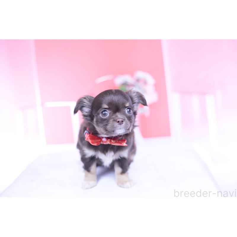 販売中の愛知県のチワワ(ロングコート)-433734の11枚目