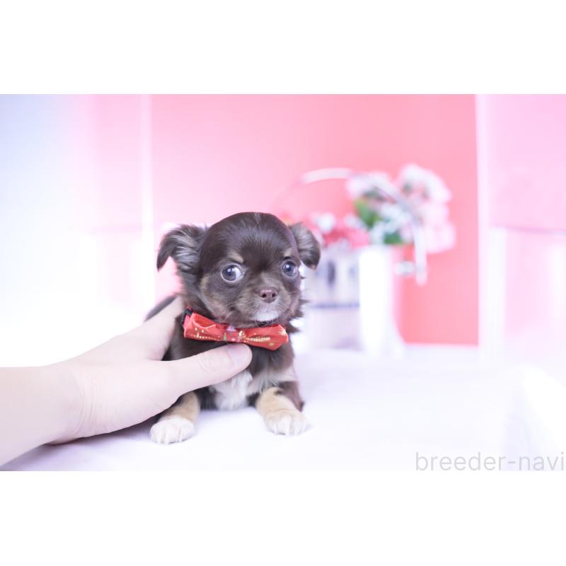 販売中の愛知県のチワワ(ロングコート)-433734の8枚目