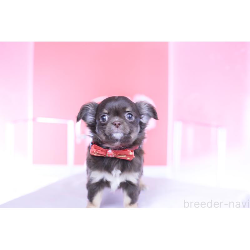 販売中の愛知県のチワワ(ロングコート)-433734の7枚目