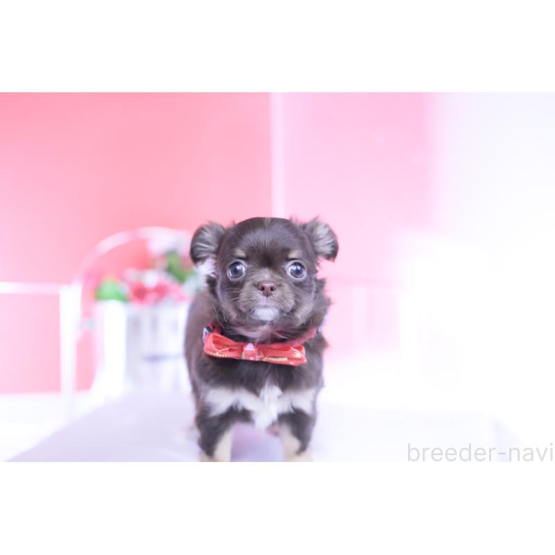 販売中の愛知県のチワワ(ロングコート)-433734の4枚目