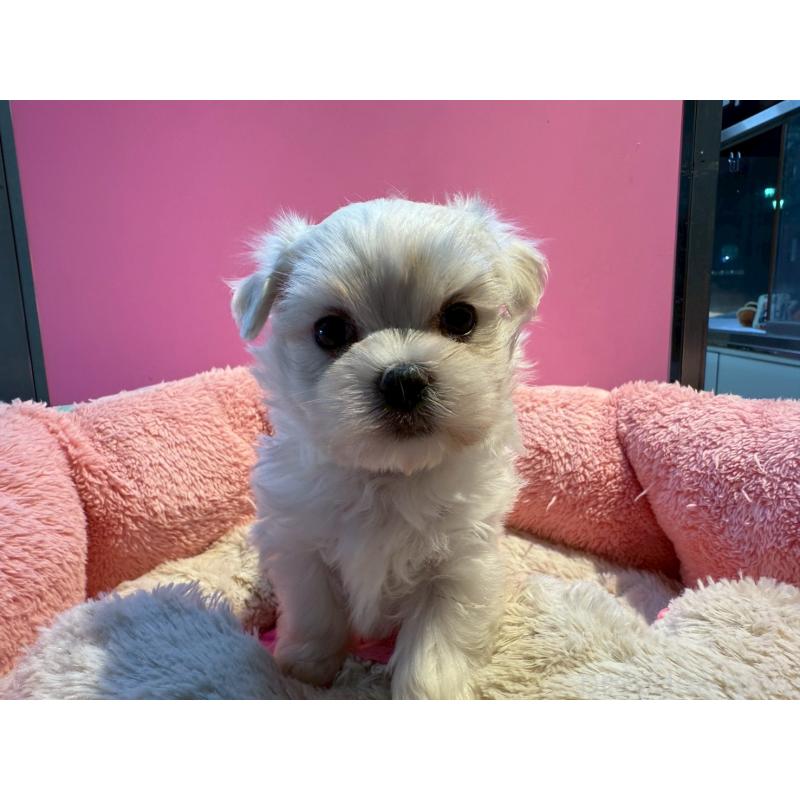 販売中の東京都のマルチーズ-438467の1枚目