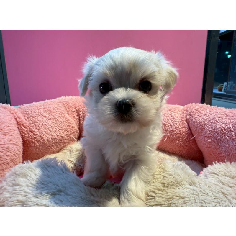 販売中の東京都のマルチーズ-438467の10枚目