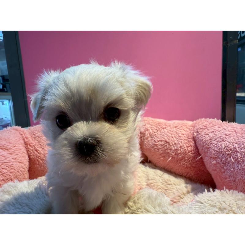 販売中の東京都のマルチーズ-438467の9枚目