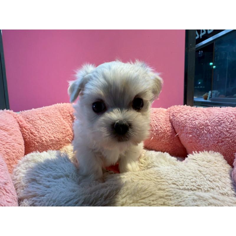 販売中の東京都のマルチーズ-438467の8枚目