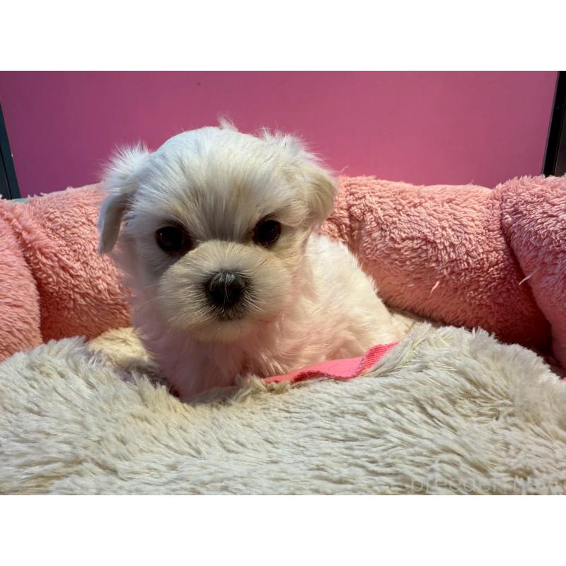 販売中の東京都のマルチーズ-438467の5枚目