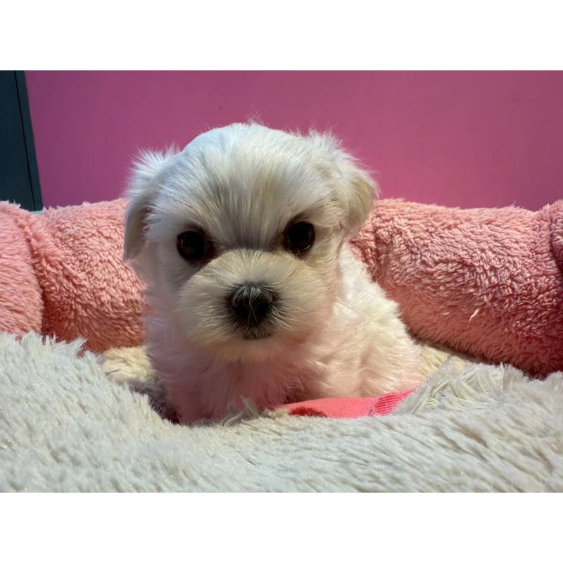 販売中の東京都のマルチーズ-438467の3枚目