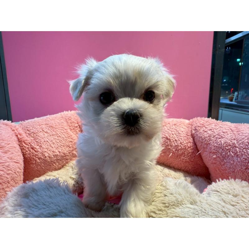 販売中の東京都のマルチーズ-438467の4枚目