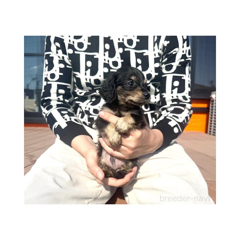 販売中の愛知県のミニチュアダックスフンド(ロングヘアード)-438469の1枚目