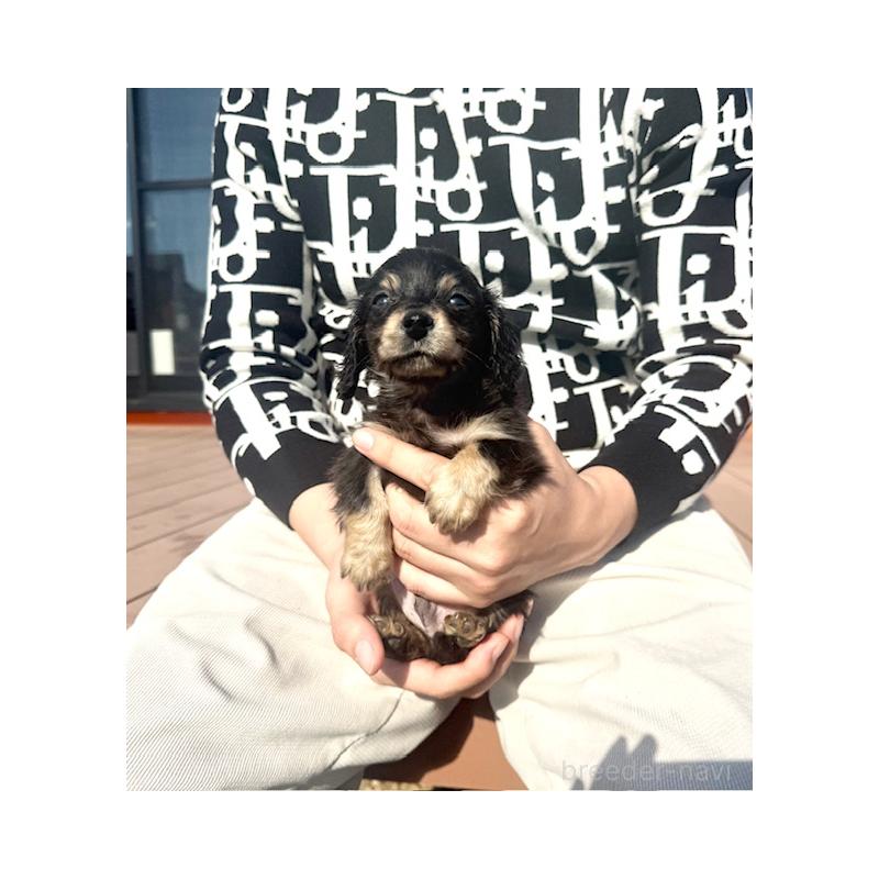 販売中の愛知県のミニチュアダックスフンド(ロングヘアード)-438469の4枚目