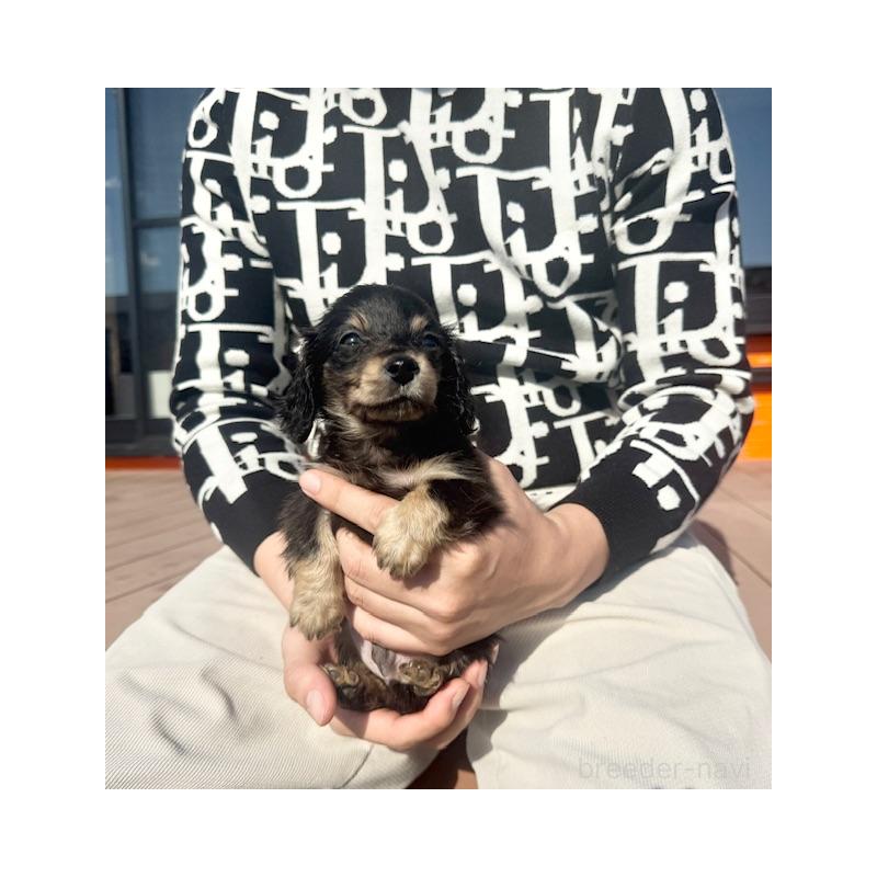 販売中の愛知県のミニチュアダックスフンド(ロングヘアード)-438469の3枚目