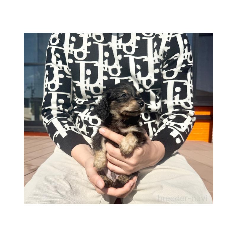 販売中の愛知県のミニチュアダックスフンド(ロングヘアード)-438469の2枚目