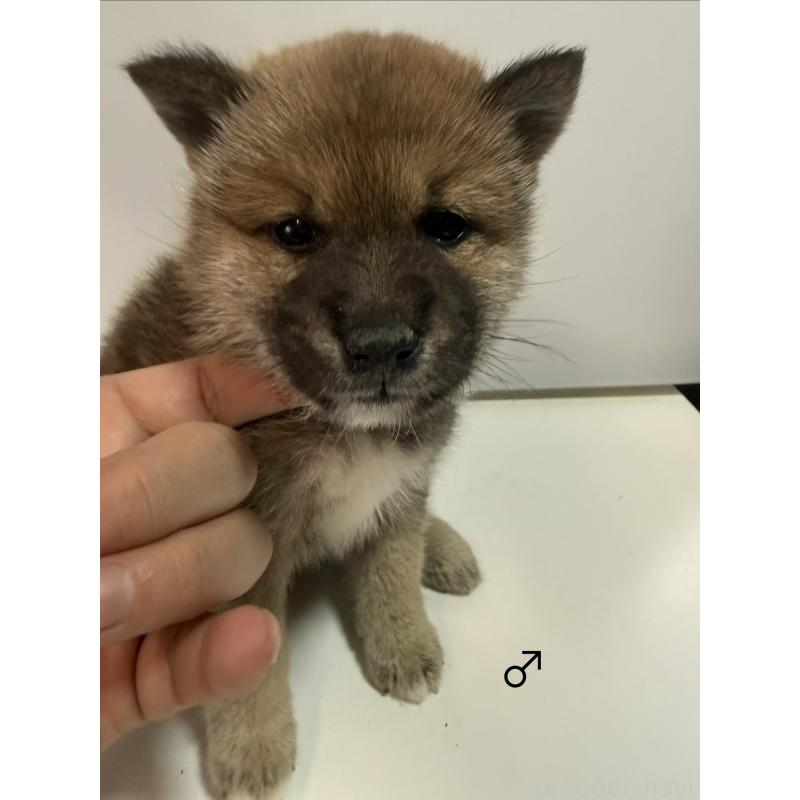 販売中の愛知県の柴犬-436030の9枚目