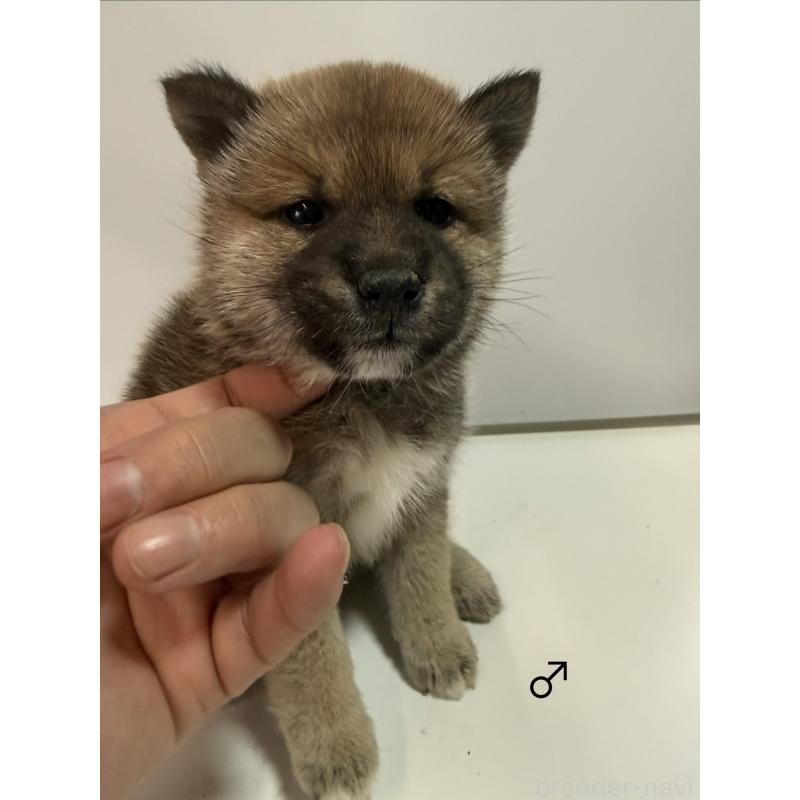 販売中の愛知県の柴犬-436030