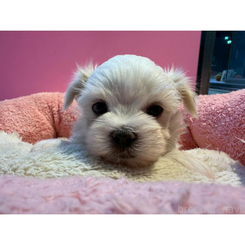 販売中の東京都のマルチーズ-438470の7枚目