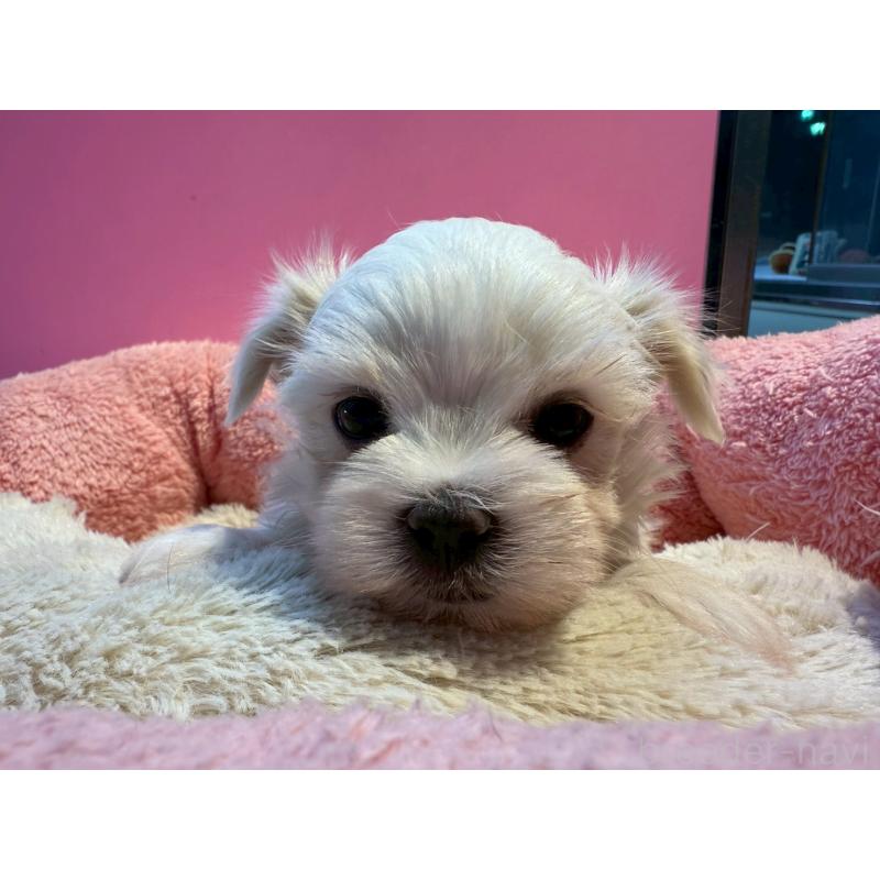 販売中の東京都のマルチーズ-438470の6枚目