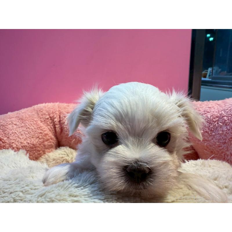 販売中の東京都のマルチーズ-438470の5枚目