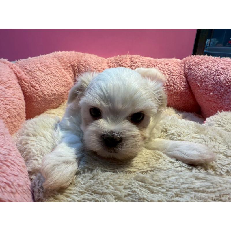 販売中の東京都のマルチーズ-438470の4枚目